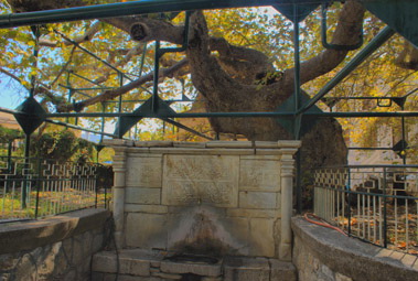 The Hippocrates Tree
