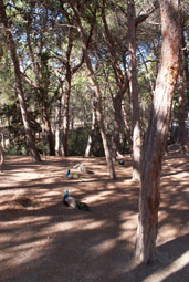 The Plaka forest