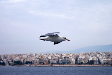 A seagull on the background of Piraeus