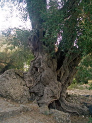 Gardiki, the olive tree